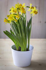 Pot of daffodils on the table