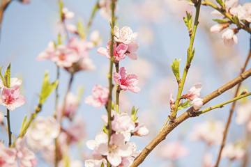 Cherry tree blooming in spring