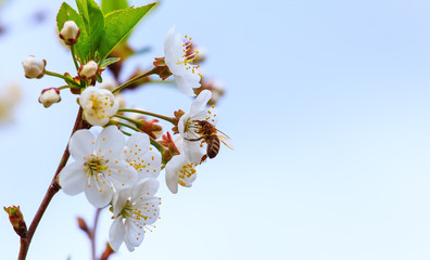 bee pollinates flowers of apple trees in the spring sunny
