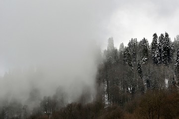 Snowcovered trees at top of mountain are shrouded in mystical fog