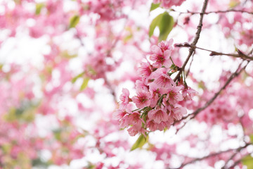 Fototapeta na wymiar Pink flowers blooming in park. Sakura flowers