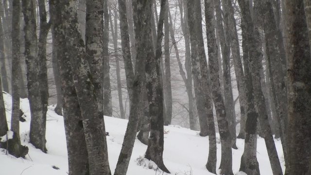 Vallefiorita faggi in inverno