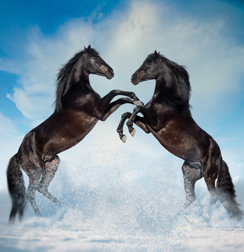 two black reared horses on the winter background