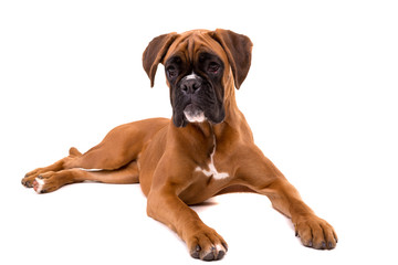 Beautiful boxer puppy