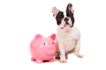French Bulldog saving money