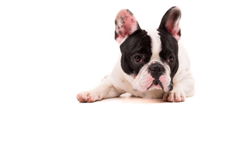 Fototapeta premium French Bulldog puppy