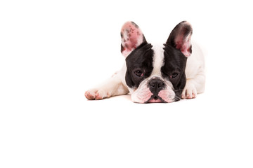 Fototapeta premium French Bulldog puppy