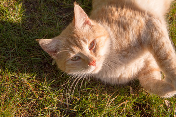 Naklejka na ściany i meble Red cat on a lawn in the sun