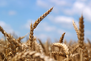 Wheat Field and Blue Sky