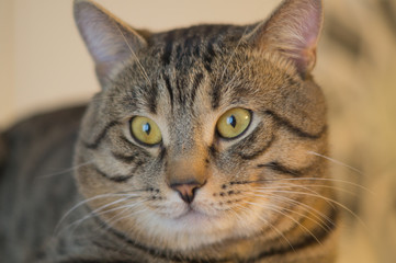 The grey cat looks at the distance