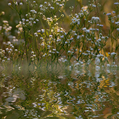 Green grass with reflection in pond