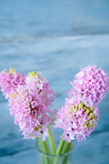 Pink flower hyacinth on the vintage blue wooden background copy space