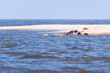 Seals resting on a nature reserve on the Baltic Sea, Poland