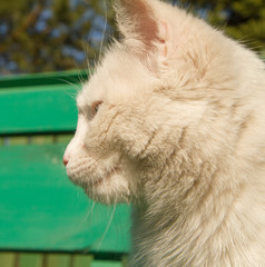 Profile of a white cat sitting in the sun on a green bench