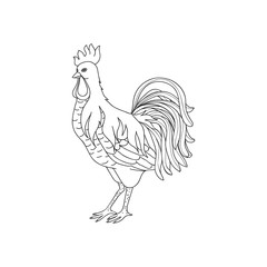 Нарисованный петух на белом фоне