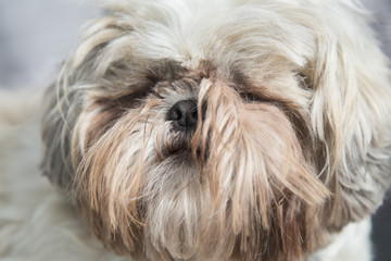 Naklejka na ściany i meble Furry white shi tzu dog head portrait