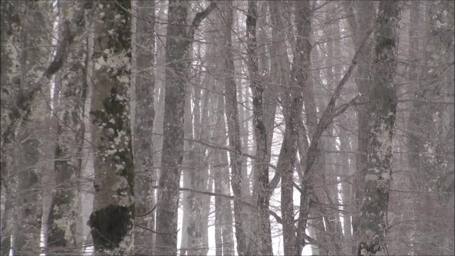 Vallefiorita bosco di faggi