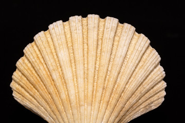 bivalve sea shell isolated on black background