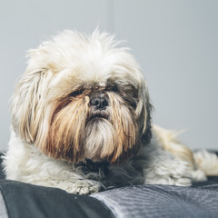 Hairy white Shi Tzu dog serious portrait on a grey background