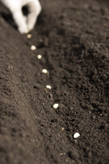 sowing pea seeds