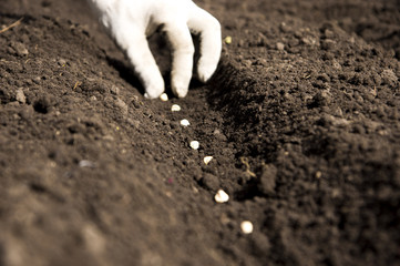 Sowing pea seeds. Focus on the hand
