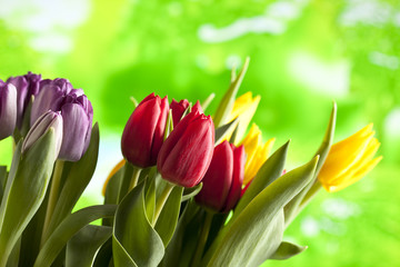Colorful tulips on nature background