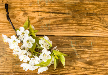 Wooden background with white blossom petals, copy space