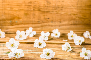 Naklejka na ściany i meble Wooden background with white blossom petals, copy space