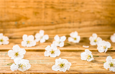 Fototapeta na wymiar Wooden background with white blossom petals, copy space