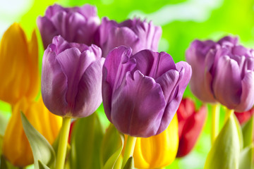 Colorful tulips on nature background