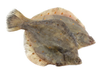 Flądra