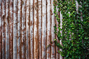 Obraz premium Brown old fence with green ivy