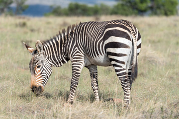Fototapeta na wymiar Mountain zebra grazing
