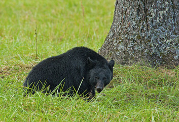 Large Black Bear eating walnuts in Cades Cove.