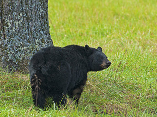 Large Black Bear in green grass in Cades Cove.