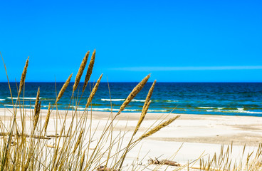Fototapety  Piękny morski krajobraz. Piaszczysta plaża z trawą, Łeba, Morze Bałtyckie, Polska