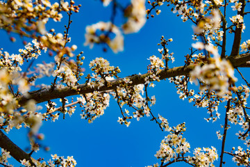 blossom on a sunny day