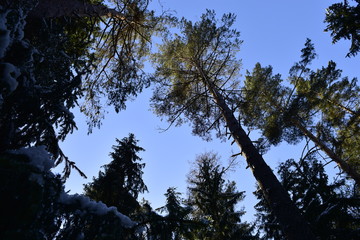 небо в лесу