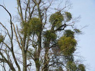 Mistletoe in tree