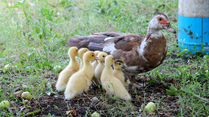 Домашняя утка с цыплятами