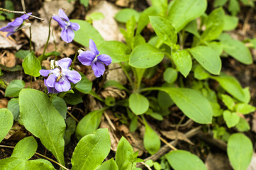 Purple violet blooming at spring