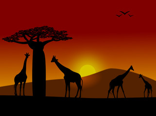 Fototapeta na wymiar Girafes