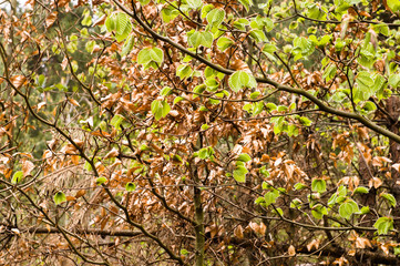 Young spring leaves on a twig of tree in the forest