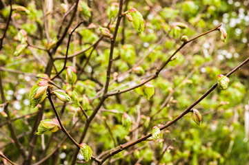 Young spring leaves on a twig of tree in the forest