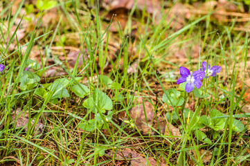 Fototapeta premium Violet in the spring forest