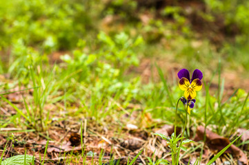 Wild pansy blooming in the spring forest