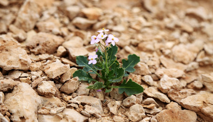 Lonely purple flower growing on dried cracked earth
