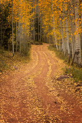 Dirt Road through the Fall trees