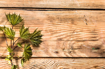Spring maple leaves over wooden background with copy space