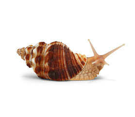 Snail isolated on white with path